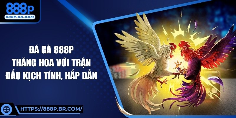 Đá Gà 888P Thăng Hoa Với Trận Đấu Kịch Tính, Hấp Dẫn